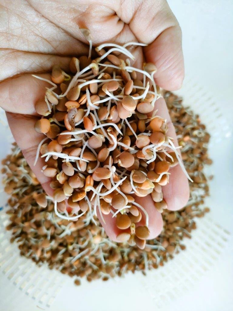 sprouted masoor dal
